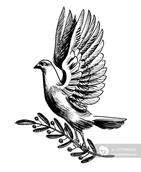 Dove carrying olive branch. Ink black and white drawing