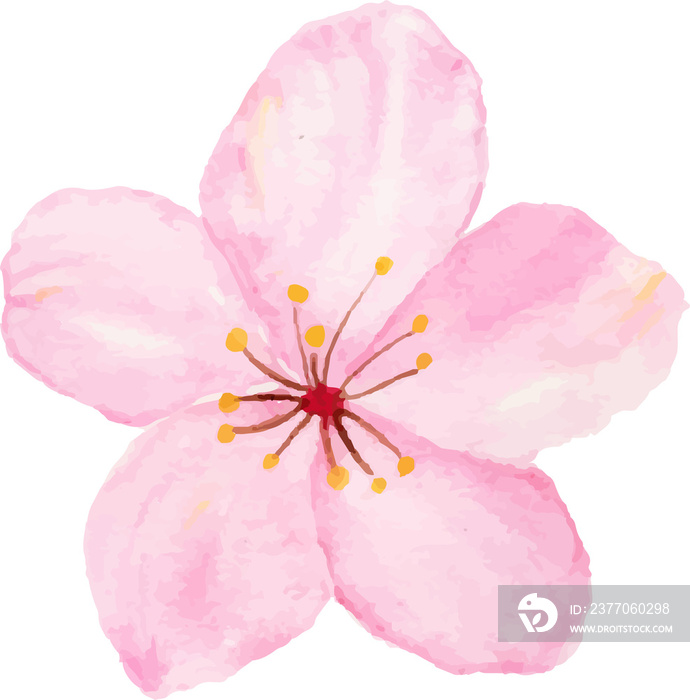 Isolated of watercolor cherry blossom or sakura flower.