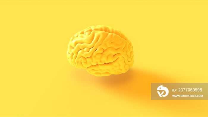 Yellow Human brain Anatomical Model 3d illustration 3d rendering