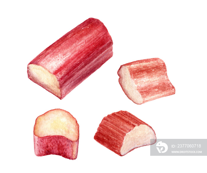 Rhubarb cut watercolor illustration isolated on white background.