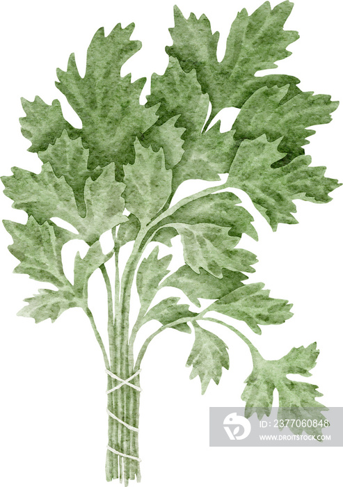 Parsley watercolour illustration