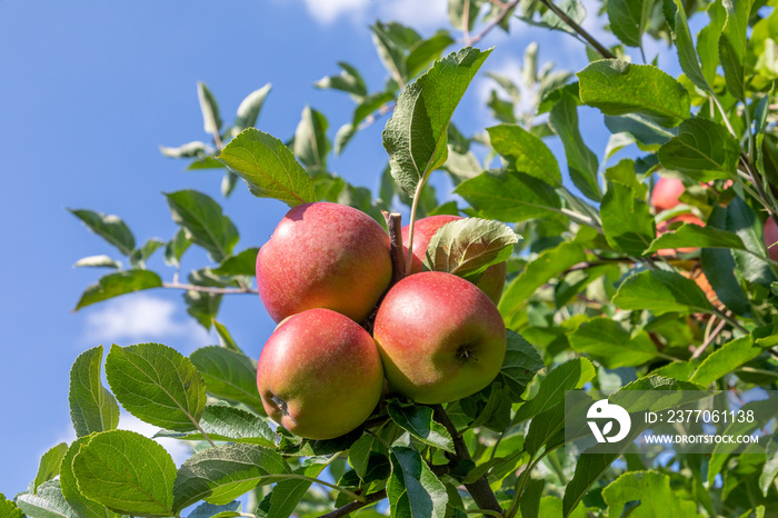 ripe apple hanging at the apple tree