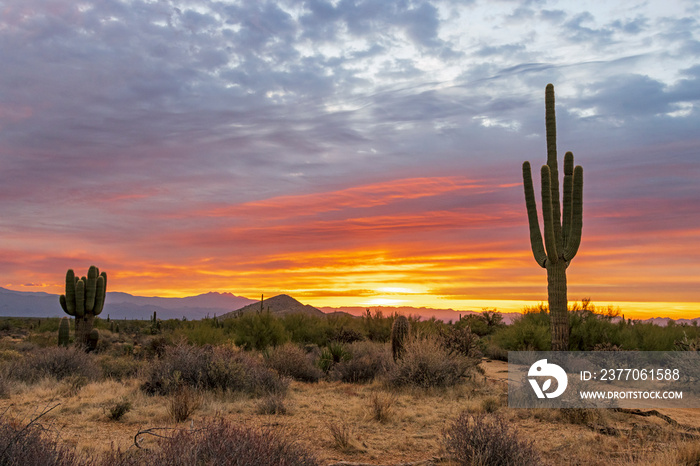 Desert Landscape With Saguaro Cactus At Sunrise Time In Arizona