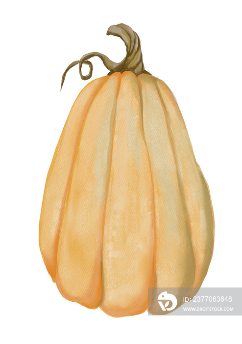 Watercolor orange pumpkin illustration