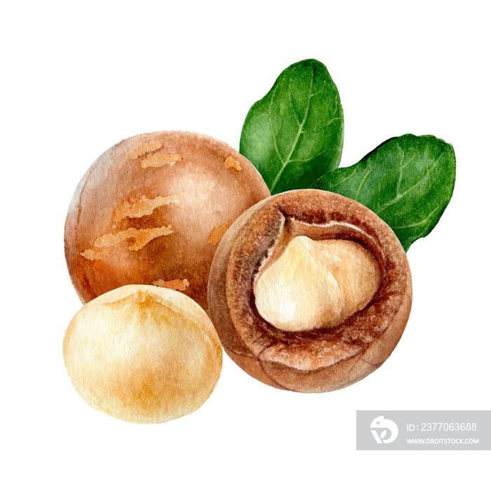 Macadamia composition watercolor isolated on white background