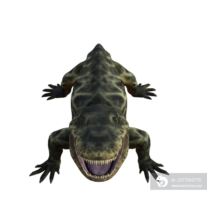 Eryops dinosaur isolated 3d render