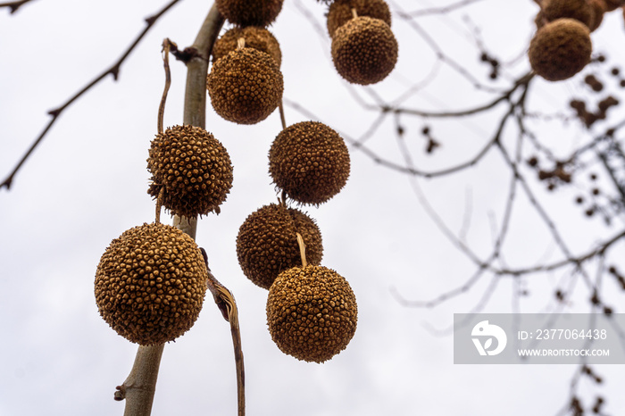 Fruit of the London Planetree (Platanus x hispanica)