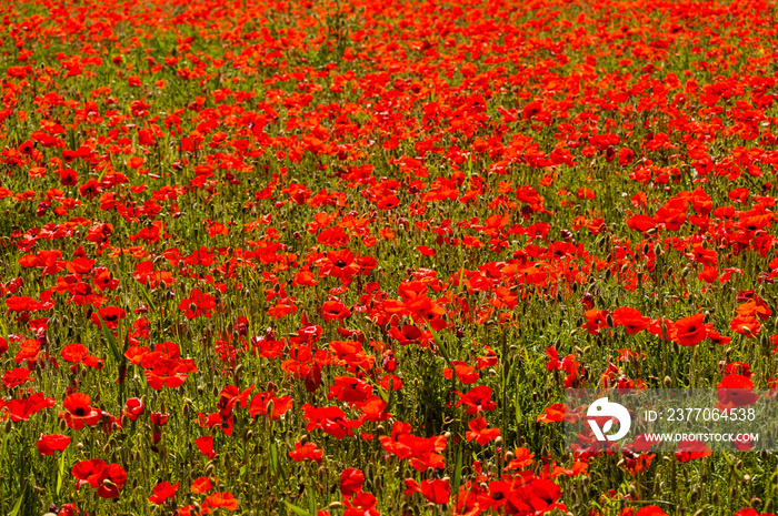 Poppy field near Stow-on-the-Wold, The Cotswolds, Gloucestershire, England, United Kingdom