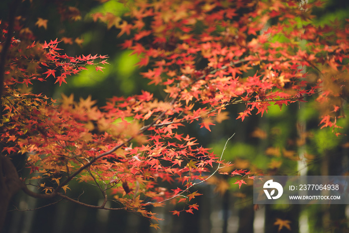 京都の秋　祇王寺　もみじ　紅葉