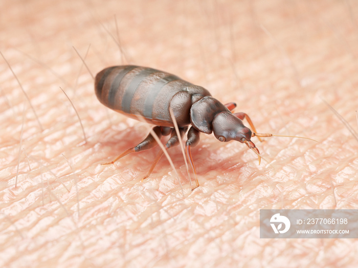 3d rendered medically accurate illustration of a bedbug on human skin