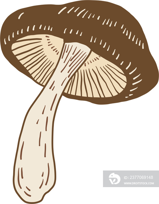 doodle freehand sketch drawing of shitake mushroom vegetable.