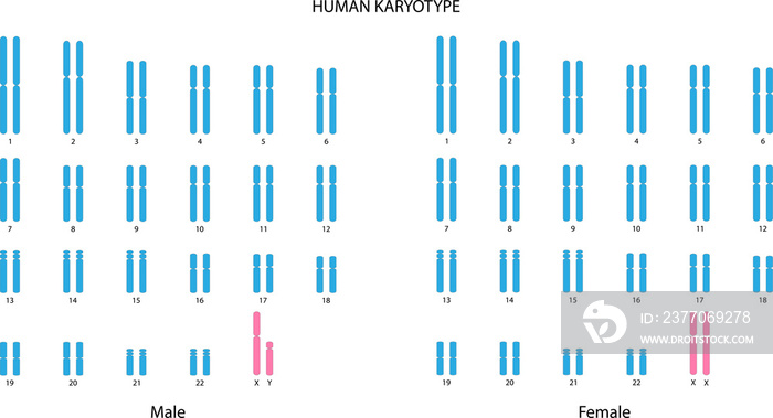 Human Karyotype (male and female)