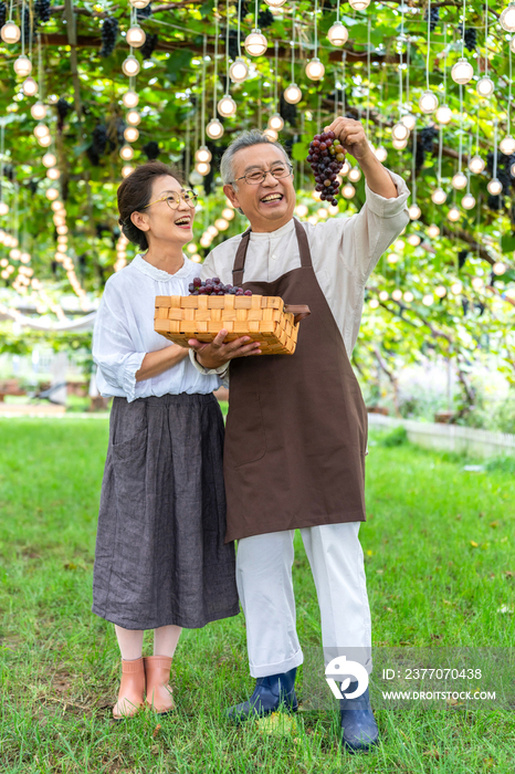 老年夫妻在果园采摘葡萄