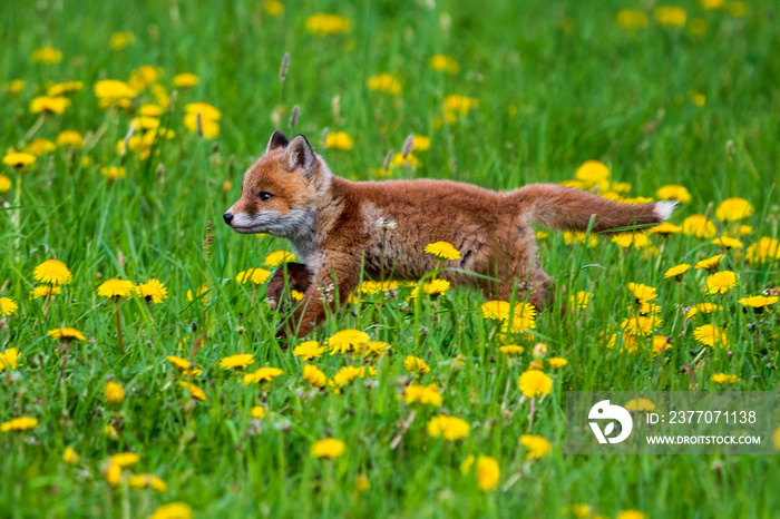 Jumping Red Fox, Vulpes vulpes, wildlife scene from Europe. Orange fur coat animal in the nature habitat.