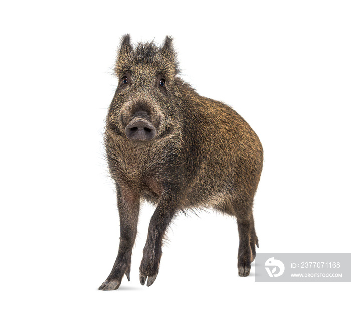 Wild boar standing in front, isolated on white