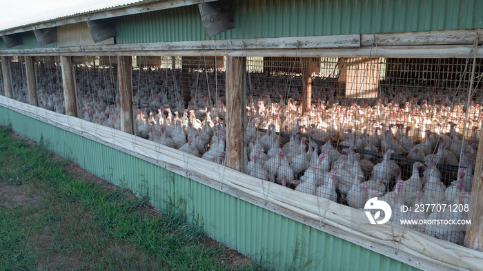 Turkey Farming Operation Long Holding Pen Barn