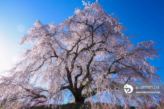 奈良　満開の又兵衛桜　全景　正面