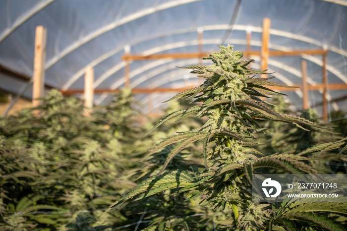 Close up of Cannabis Flower growing in a greenhouse