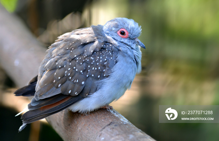 Diamond Dove - Geopelia cuneata. Bird  sitting on branch of tree. Small gray pigeon living in Australia.