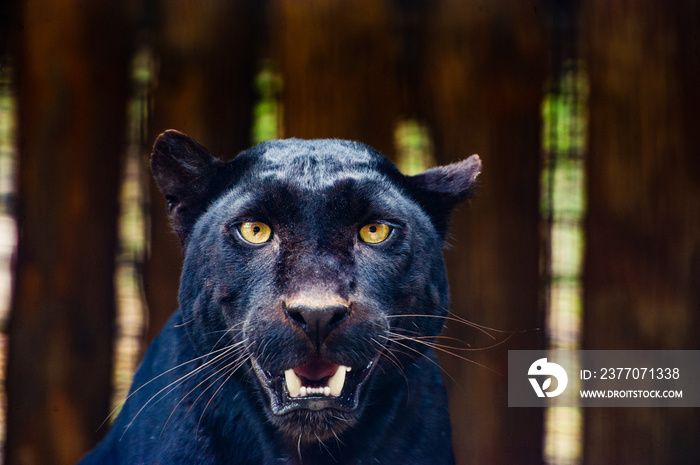 Beautiful black Panther