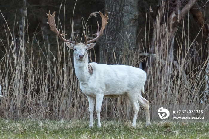 albino