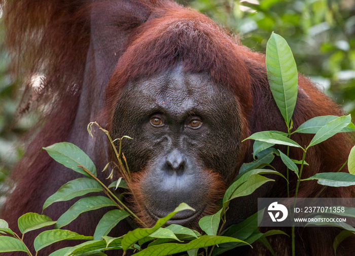 wild orangutan portrait