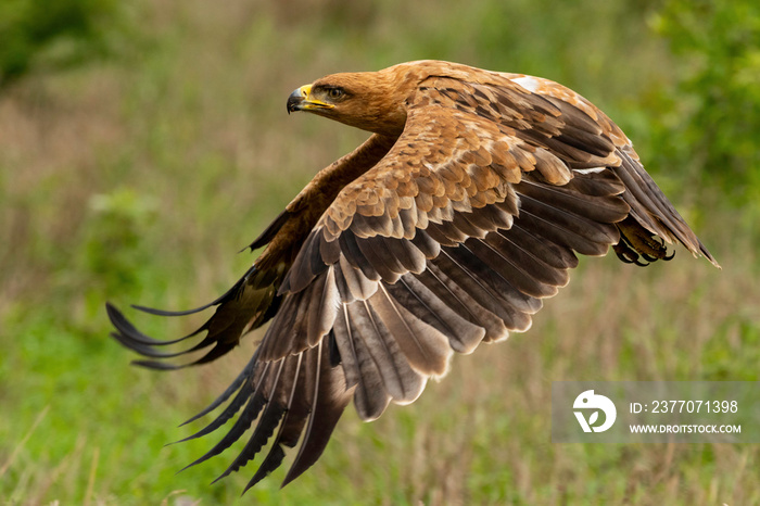 Tawny Eagle Take Off