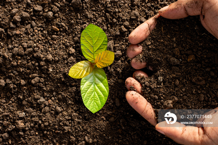 A man’s hand is planting seedlings in the soil.