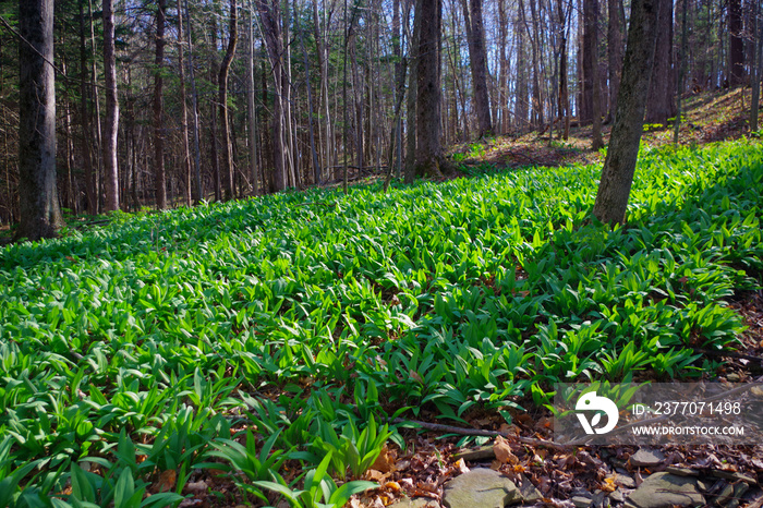 WIld Leeks / Ramps / Ramson (Allium tricoccum) emerging in the spring time forest. A favorite wild edible that foragers wild harvest.