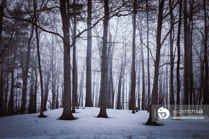 Dramatic forest trees at winter dawn