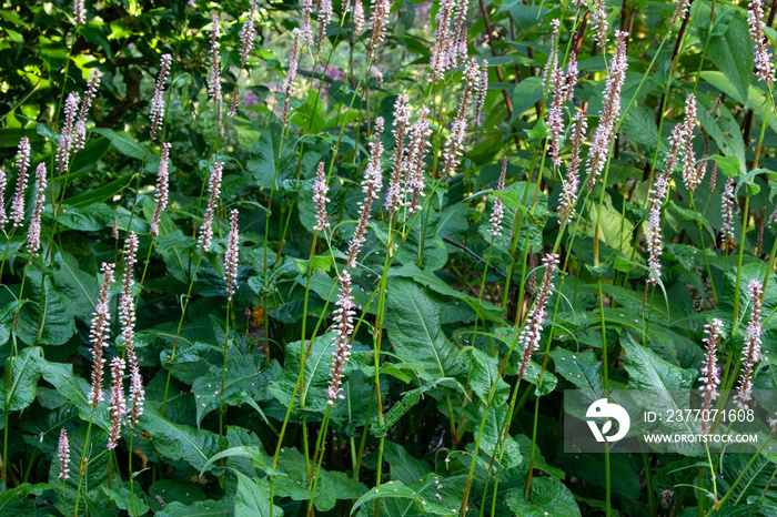 knotweed (Persicaria amplexicaulis ‘Fascination’)