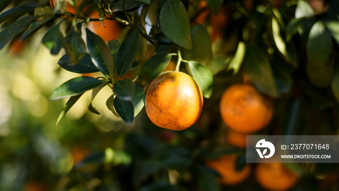 ripe fresh oranges hanging on tree in orange orchard