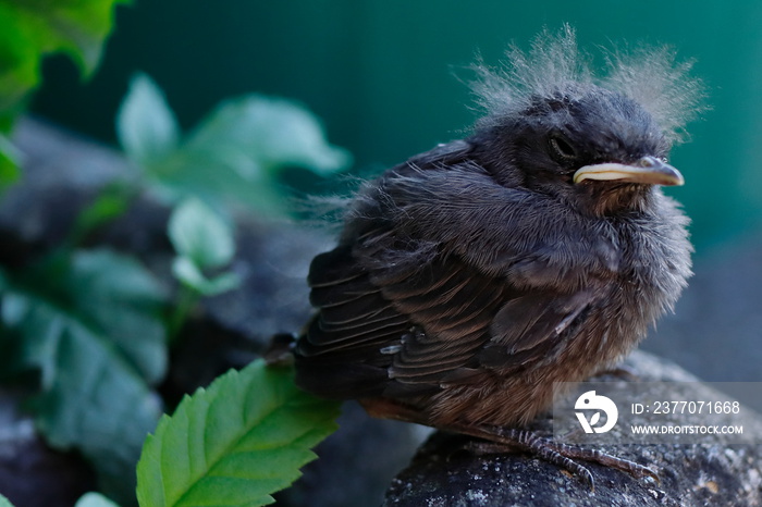 Vogel aus dem Nest gefallen