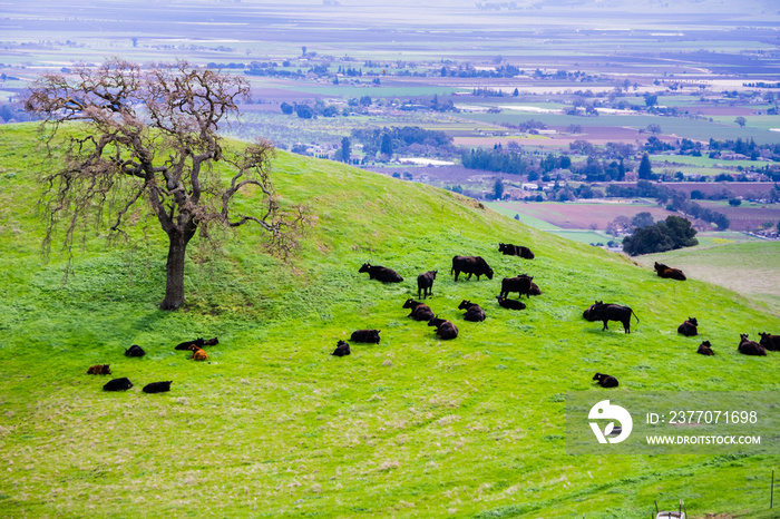 Cows grazing and resting on a pasture in  Coyote Lake Harvey Bear Ranch County Park, south valley in the background, south San Francisco bay, California