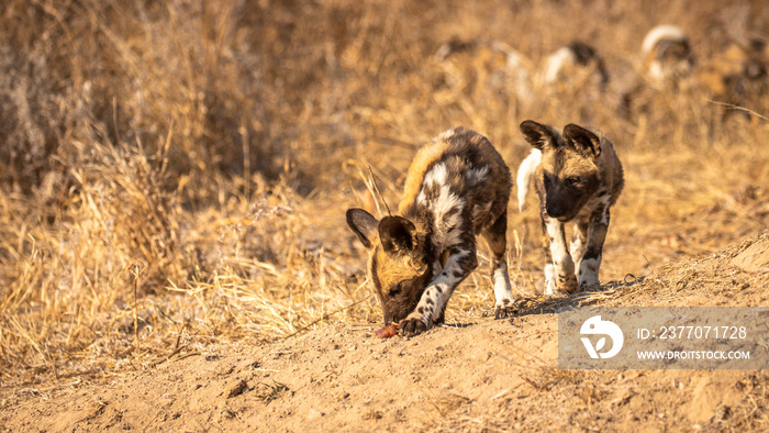 A pack of african wild dog pups ( Lycaon Pictus) stealing food, Timbavati Game Reserve, South Africa.