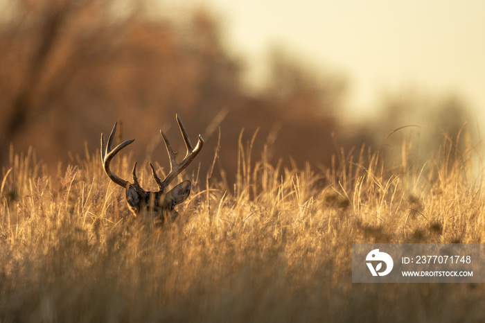 Buck Whitetail Deer in Colorado during the Rut in Autumn