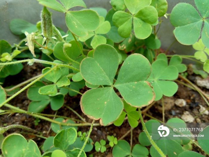 Oxalis corniculata (also called creeping woodsorrel, procumbent yellow sorrel, sleeping beauty) with a natural background