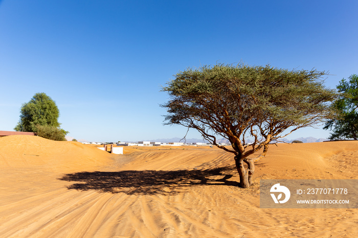 Acacia tree and wild ghaf trees on a sandy desert in Al Madam buried ghost village in United Arab Emirates, tire tracks on sand.