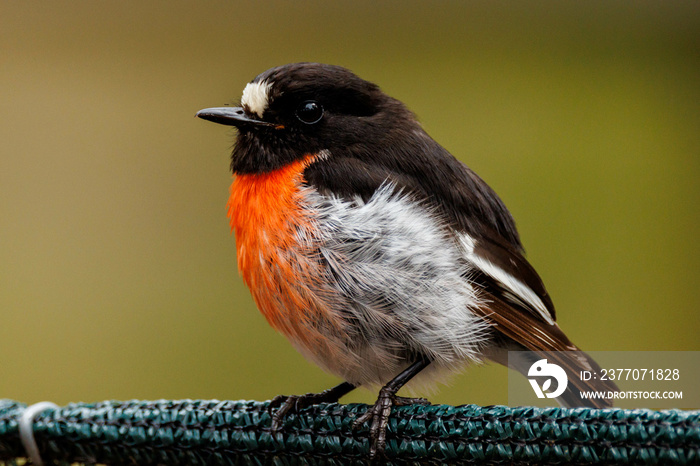 Male Scarlet Robin in Western Australia