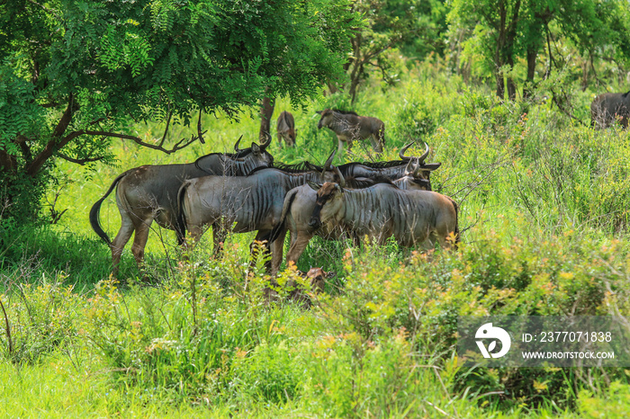 Wildebeests in the Mikumi National Park, Tanzania