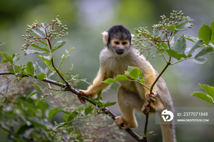 A Squirrel monkey is a tree