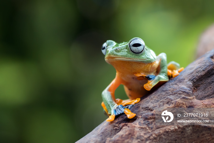 Black-webbed tree frog on a leaf