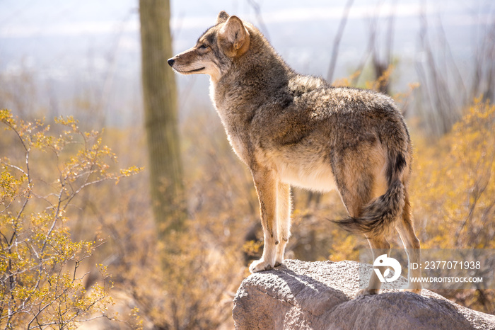 Coyote in the Desert