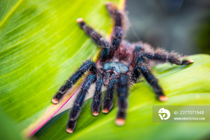 Cute pink-toed tarantula spider close up in the jungle