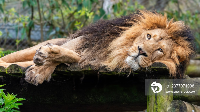 leepy male lion in captivity