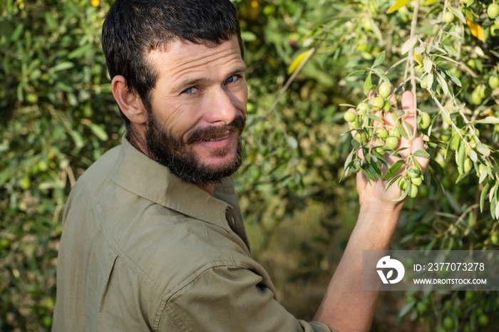 Farmer checking a tree of olive in farm