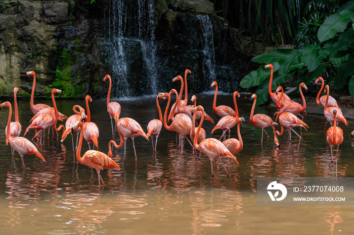 Flock of Pink Caribbean flamingos in a pond in Jurong Bird Park Singapore