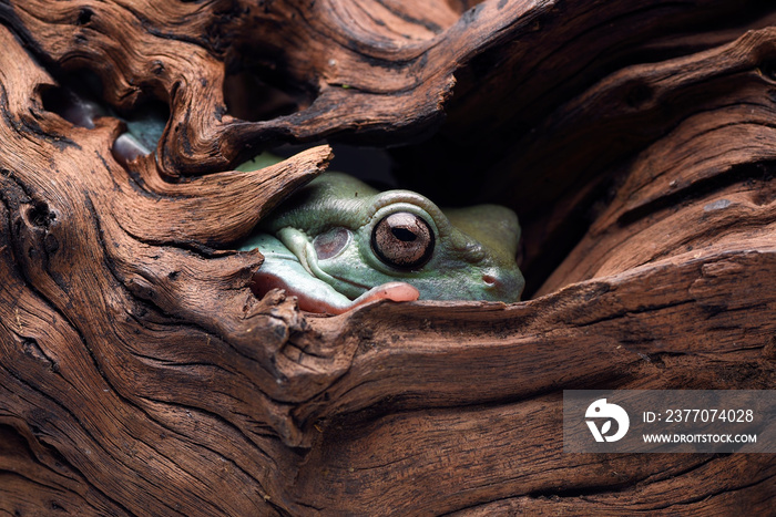The Australian green tree frog (barkRanoidea caerulea) on the tree