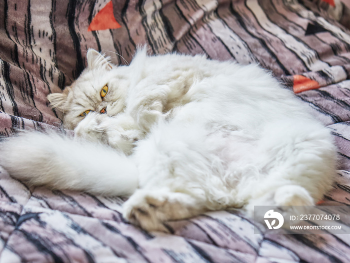 British Longhair cat lies in a funny pose on the bed