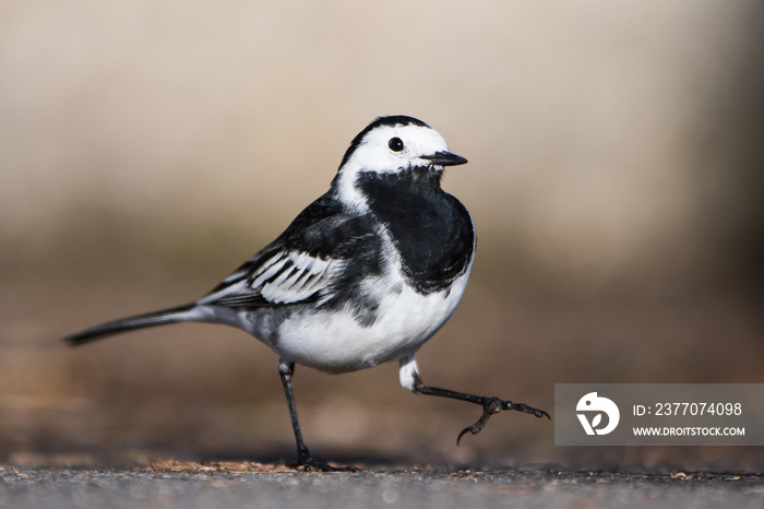 White Wagtail, Pied Wagtails, Wagtails, Motacilla alba